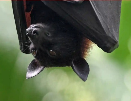 bat