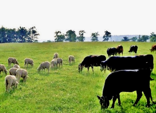 herds