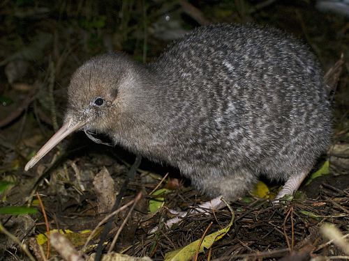 kiwi