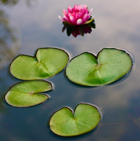 liliypad - Pixabay free images