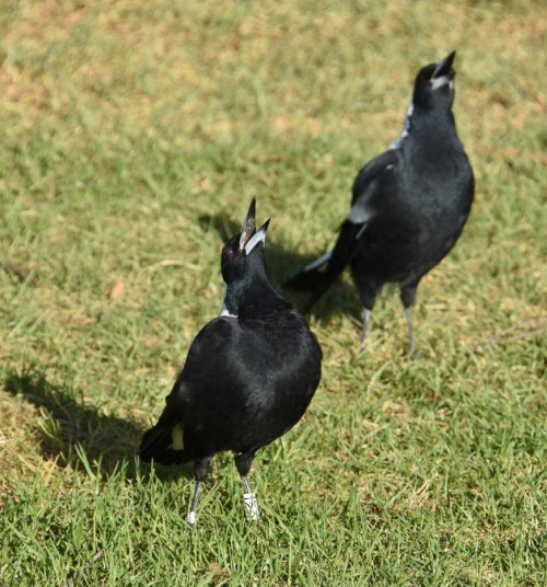 magpie