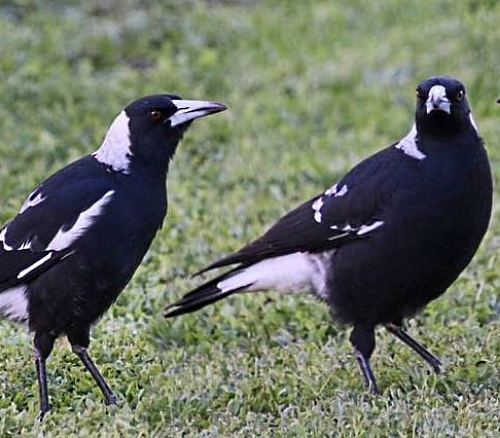 magpie