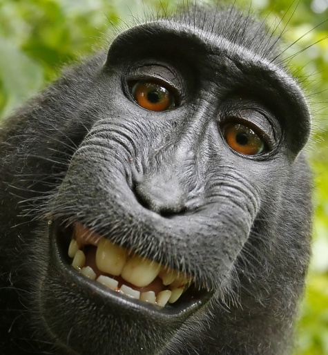 monkey