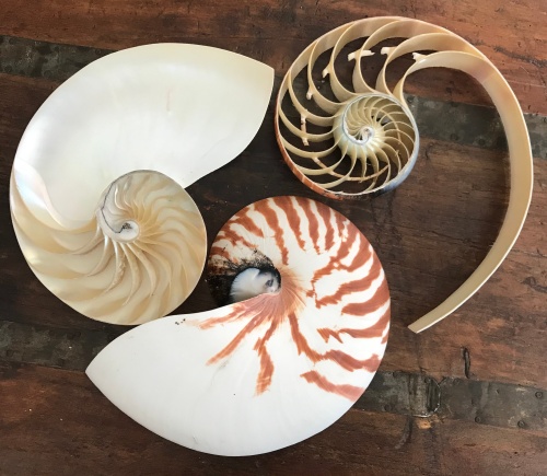 nautilus